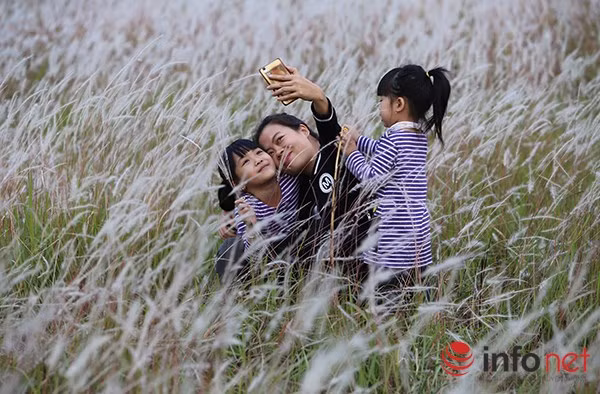 Cỏ bông lau là loại cây dễ phát triển, chúng có thể mọc ở khắp mọi nơi, chủ yếu ở những bãi đất rộng nhờ sức sống mãnh liệt của những hạt mầm.