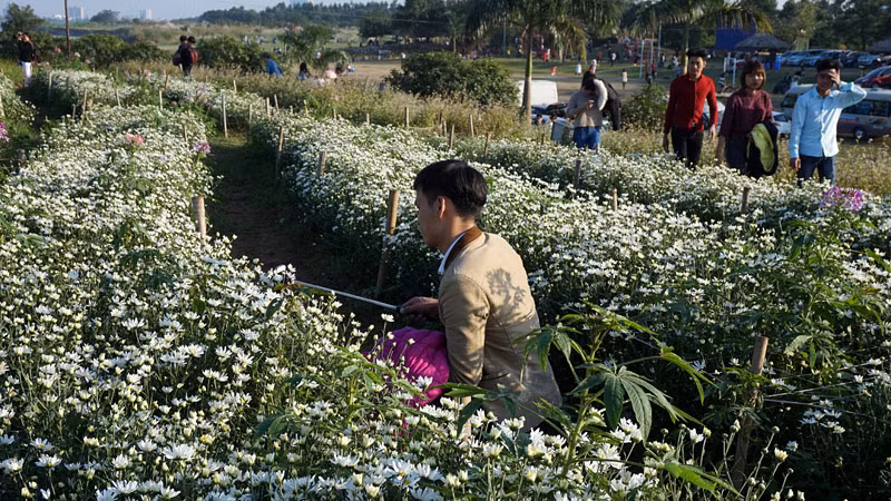 Cánh trai tráng cũng tranh thủ "khua gậy" bên những luống cúc họa mi.