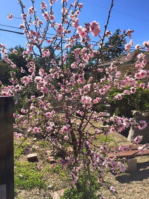 Trong khu vườn ở Mỹ có nhiều loại cây gần gũi với người Việt như chuối, đào phai, hoa lê trắng...