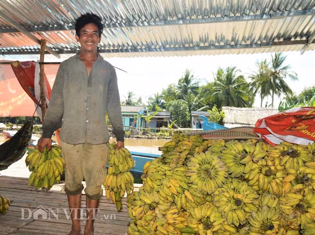 Muốn ép chuối khô trước tiên phải lựa chọn những quầy chuối tươi chín kỹ như thế này.