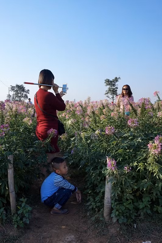 Cậu bé tránh nắng dưới luống hoa túy điệp trong khi chờ mẹ "vác" gậy selfie.