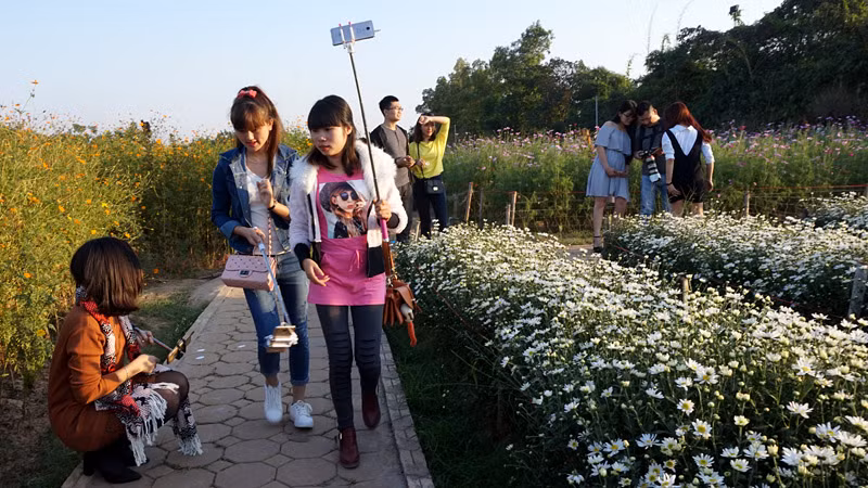 Chen chân trong những vườn cúc họa mi gắng tìm những góc ảnh đẹp nhất có thể.