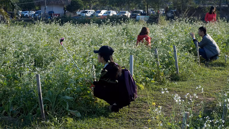 Loay hoay đủ tư thế với chiếc gậy "tự sướng" trong vườn hoa cải trắng li ti.