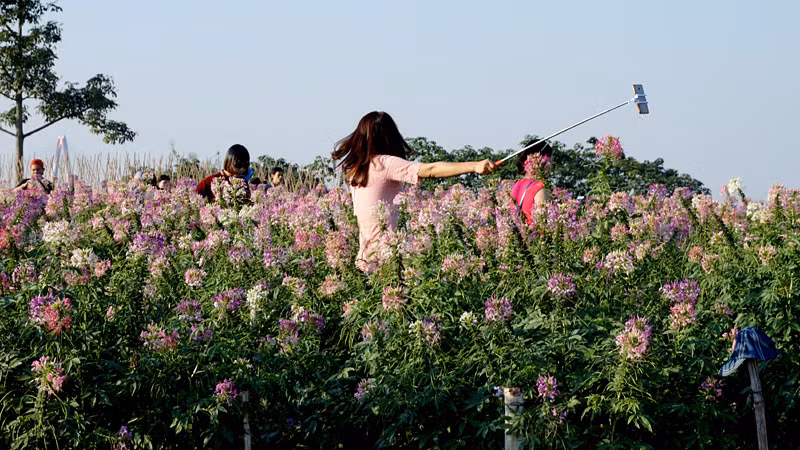 Không kiềm chế được cảm xúc trước vẻ lộng lẫy của vườn hoa túy điệp, cô gái trong ảnh khua gậy chụp ảnh selfie đủ 360 độ.
