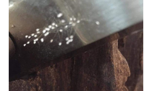 Kinh ngac ve dep hoa Uu dam 3000 nam moi no moc tren cua