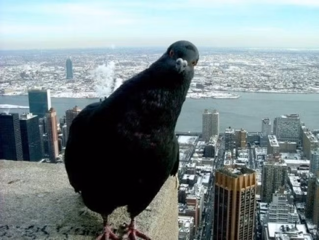 Một sự thật bất ngờ nữa về quả bơ. Bạn đừng bao giờ cho chim ăn bơ dù chúng có muốn hay không, bởi loại quả này thực sự độc với chúng. Dấu hiệu của ngộ độc bơ bao gồm chán ăn, khó thở và chết đột ngột. Đa số các loại vẹt đều không ăn được bơ nên tốt nhất bạn hãy loại món ăn này ra khỏi danh sách thực phẩm cho chim.