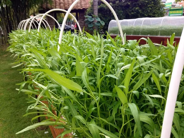 Anh chia sẻ, do trồng trong nhà kính nên việc hạn chế sâu bệnh khá hiệu quả. Anh chỉ sử dụng dung dịch tỏi, ớt ngâm với rượu hoặc dầu Neem để xua đuổi côn trùng theo định kỳ. Ngoài ra, anh dùng phân bón hữu cơ kết hợp với phân tự ủ như phân bò hoai mục, phân cá, phân trùn quế... để bón cho những loại cây trồng theo phương pháp thổ canh.