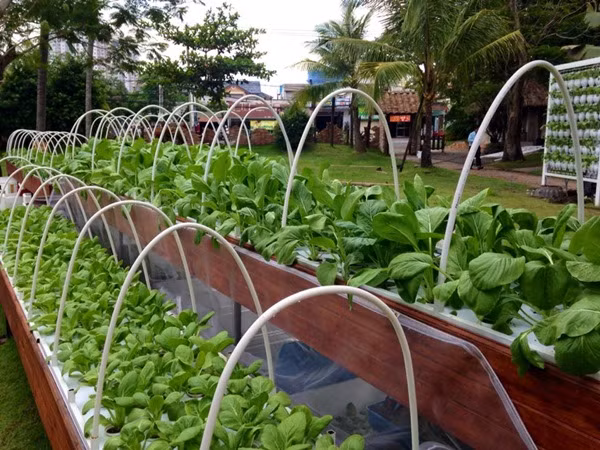 Để có được vườn rau quả sạch, anh Vũ cho biết, cần có được hạt giống tốt để đảm bảo cây trồng khỏe mạnh và cho năng suất cao. Vì thế, anh thường mua hạt giống từ Mỹ và một số công ty giống cây trồng uy tín của Việt Nam. Cũng chính vì mua ở địa chỉ uy tín, anh cũng không mất nhiều thời gian trong việc chọn lựa và xử lý giống. Khi mua hạt về, tùy vào từng loại hạt để anh lựa chọn phương pháp xử lý giống khác nhau. Ví dụ như hạt cà chua hoặc rau cải, salad thì có thể gieo trực tiếp lên giá thể ẩm, các loại dưa, bầu, bí thì ngâm ủ đến khi nứt nanh mới gieo trồng được…..