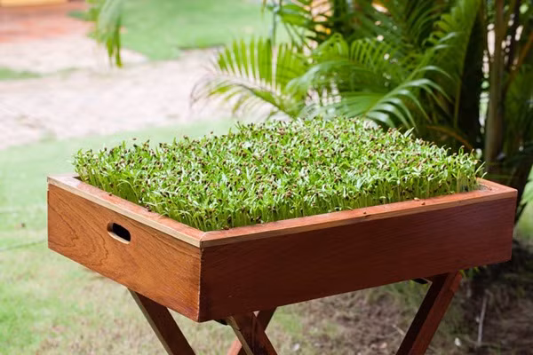 Dù mất khá nhiều thời gian nghiên cứu, tự thử nghiệm và rút ra những bài học quý giá từ quá trình thử nghiệm, cộng với việc học hỏi thêm kinh nghiệm của những người có cùng niềm đam mê làm vườn như anh để dần dần tích lũy được nhiều "vốn liếng" cho bản thân. Hiện tại, anh đã khá chủ động trong việc trồng rau, làm vườn. Vì thế, khoảng diện tích 200m2 của anh luôn ngập tràn rau quả quanh năm.