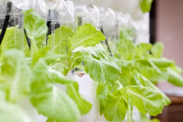 Với các loại rau ăn quả và củ thì anh lại sử dụng phương pháp thổ canh truyền thống. Để các loại rau cho quả và củ đạt năng suất cao hơn, anh Vũ thường chú trọng trong khâu trộn đất. Giá thể dành cho thổ canh anh thường dùng phân bò ủ hoai, trấu hun và trấu tươi, thêm một ít xơ dừa để giữ ẩm và tạo độ thoáng cho đất.