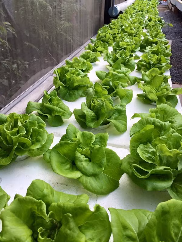 Ban đầu, anh đã trồng rau trên khoảng ban công rộng 10m2 để đủ rau cho gia đình nhỏ của mình thưởng thức. Tuy nhiên, sau một thời gian 'càng trồng càng mê' khiến anh quyết định tạo một nhà kính vườn rau quả sạch với diện tích rộng 200m2 để phục vụ cho niềm đam mê của mình. Khi bắt đầu "sự nghiệp" trồng rau sạch, anh Vũ gặp khá nhiều khó khăn trong việc tìm kiếm nguồn vật liệu, phân bón, các cách xử lý sâu bệnh. Tuy nhiên, vì niềm đam mê với rau cỏ, hoa trái quá lớn nên anh đã tự tìm hiểu và tự mày mò từng bước.