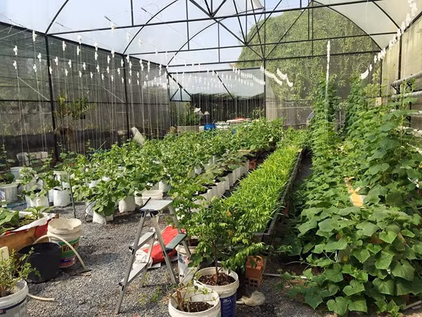 Dù công việc làm quản lý hậu kỳ phim truyền hình khá bận rộn nhưng anh Chiêm Nguyễn Anh Vũ vẫn muốn được an tâm hơn khi tự tay trồng rau sạch cho những người thân trong gia đình mình, đặc biệt là cô con gái đầu lòng chuẩn bị chào đời. Vì thế, anh Anh Vũ đã bỏ khá nhiều thời gian và công sức, để tự tìm hiểu và tự tay trồng những cây rau, gieo mầm những hạt giống đầu tiên, chăm chút từng ngày để chúng lớn lên xanh tốt.