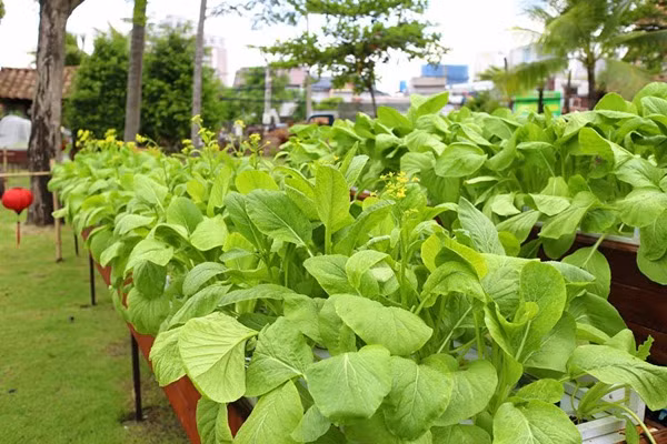Hiện tại, do đã có 4 năm kinh nghiệm gieo trồng và chăm sóc vườn rau nên anh Vũ khá chủ động trong việc trồng trọt. Anh rất thích trồng các loại rau, củ, quả độc lạ hoặc thử nghiệm các giống mới. Tuy nhiên, anh vẫn dành một khoảng diện tích để trồng các loại rau truyền thống phục vụ cho mâm cơm gia đình như các loại rau cải, rau muống, rau gia vị, các loại cà, đậu...