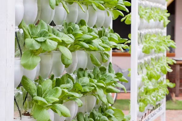 Với diện tích vườn 200m2, anh Vũ chia sẻ, tùy vào từng loại rau củ để anh chọn phương pháp trồng phù hợp. Anh Anh Vũ cho biết, đa phần rau ăn lá anh dùng phương pháp thủy canh. Theo anh, phương pháp này có khá nhiều lợi thế như không tốn nhiều công sức trộn đất, làm đất, bón phân. Rau trồng bằng phương pháp này cũng cho năng suất cao hơn, thời gian gieo trồng đến khi thu hoạch cũng được rút ngắn đáng kể.