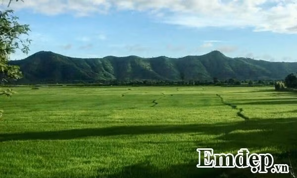 Những cánh đồng lúa bát ngát.