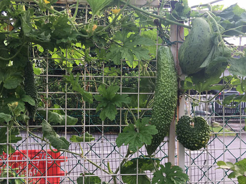 Không cần chăm chút quá cầu kỳ, các loại cây trong vườn nhà chị Ly vẫn ra trái sai lúc lỉu.