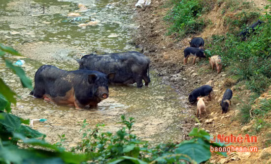 Có những đàn lợn sinh sống và đẻ con trong rừng thỉnh thoảng xuống khu vực ao hồ uống nước.