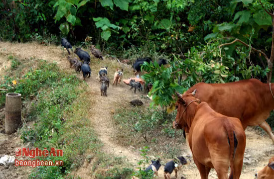 Do ít tiếp xúc với người nên đàn lợn này rất nhút nhát, chỉ cần nghe tiếng động nhẹ là chúng phóng ngay lên rừng. Ông Nguyễn Xuân Thành cho biết: "Dù được khách hàng ưa chuộng vì chất lượng thịt thơm ngon hơn nhiều trang trại lợn rừng nuôi nhốt nhưng sắp tới tôi sẽ có kế hoạch rào khoanh rộng khu vực rừng để dễ quản lý".