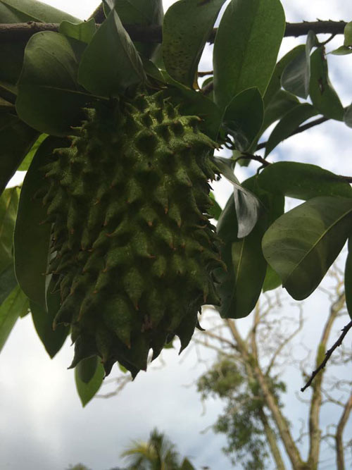 Mỗi loại quả đều được chị nâng niu, chăm sóc cẩn thận.