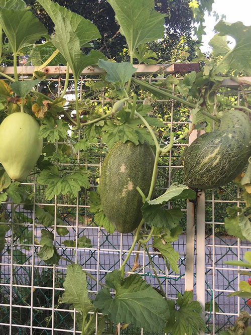 “Mỗi tuần tôi tỉa lá một lần rồi lấy các vỏ hoa quả, cọng rau thừa… đắp lên gốc cây để khi nó phân hủy sẽ tạo ra chất dinh dưỡng”, chị Ly chia sẻ kinh nghiệm. Với bà mẹ Việt Kiều, vườn cây trái không chỉ cung cấp thực phẩm sạch cho gia đình mà còn là nơi giúp chị giảm căng thẳng, stress. Mỗi sáng thức dậy được ngắm nhìn vườn rau quả xanh tươi mơn mởn, chị thấy như được tiếp thêm năng lượng.