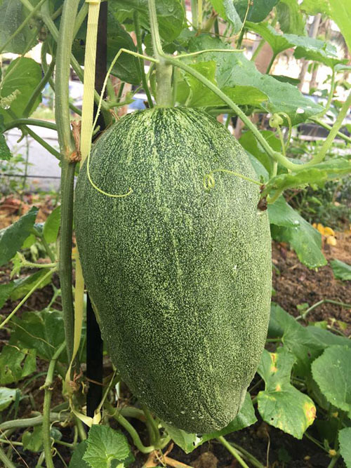 Khí hậu tại Malaysia khá giống với khí hậu Việt Nam nên chị Ly không mất quá nhiều thời gian học cách chăm sóc “khu vườn Việt”. Để cây cho trái to quả ngọt, chị đặc biệt chú ý đến khâu trộn đất và tưới nước. Cây phải được hưởng đủ nắng, tưới nước thường xuyên. Khi cây bắt đầu ra hoa phải thường xuyên cắt bỏ lá già để cây tập trung nuôi trái.