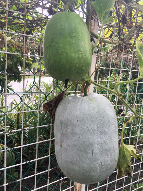 Bí đao "khổng lồ"