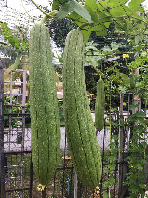 Vì rất thích ăn mướp nên chị đưa bằng được giống cây này sang Malaysia gieo trồng.