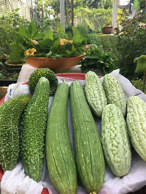 Một mẻ thu hoạch cây trái trong vườn của chị Ly.