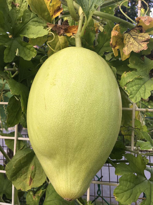 Toàn bộ cây trái trong khu vườn của chị Ly đều được trồng bằng giống cây Đà Lạt. Chị chia sẻ, vì hạt giống mua ở Malaysia rất khó sống nên chị quyết định về tận quê, mang giống cây sang Malaysia gieo trồng. Tốn khá nhiều công sức nhưng đổi lại, chị có được khu vườn ngập tràn các loại quả mang hương vị quê nhà.