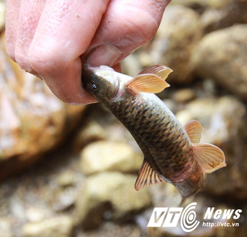 Loài cá đắng cực ngon.