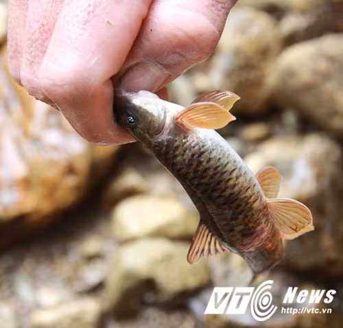 Loài cá đắng cực ngon.