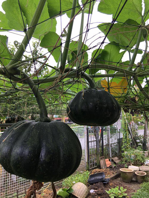 Bí ngô to "đã mắt".