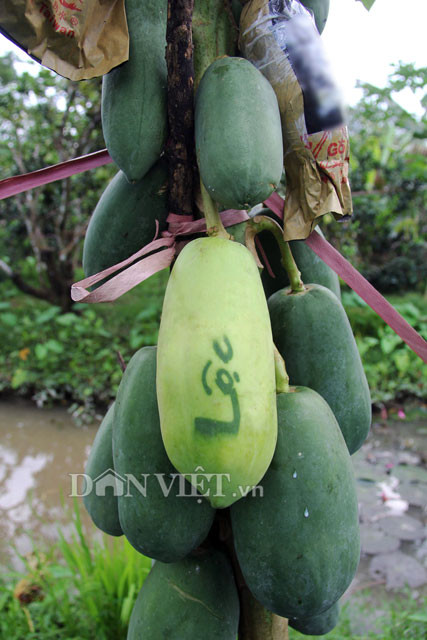 Được sự đồng ý của nhóm nông dân sản xuất đu đủ in chữ ở xã Phú Hữu, huyện Châu Thành, tỉnh Hậu Giang, phóng viên Dân Việt đã có dịp tham quan vườn đu đủ in chữ độc nhất ở miền Tây.