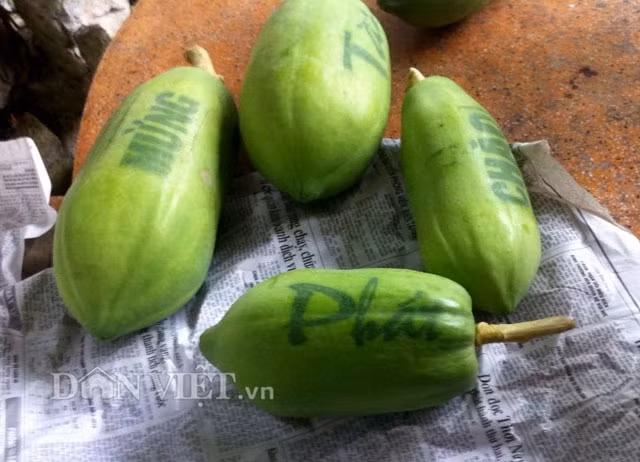 Giá sản phẩm bán ra được dự tính là từ 150.000-200.000 đồng/trái (tuỳ vào kích thước trái và mức độ thành công của sản phẩm).