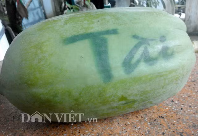 Chị Nguyễn Thị Cẩm Nhung - một thành viên khác trong nhóm sản xuất đu đủ in chữ thông tin thêm, ý tưởng của nhóm xuất phát từ việc cảm thấy thị trường hiện nay rất ưa chuộng đu đủ có da màu vàng, cùng với những kinh nghiệm đúc kết được qua kỹ thuật bao trái, nhóm đã quyết định thử nghiệm và đã thành công.