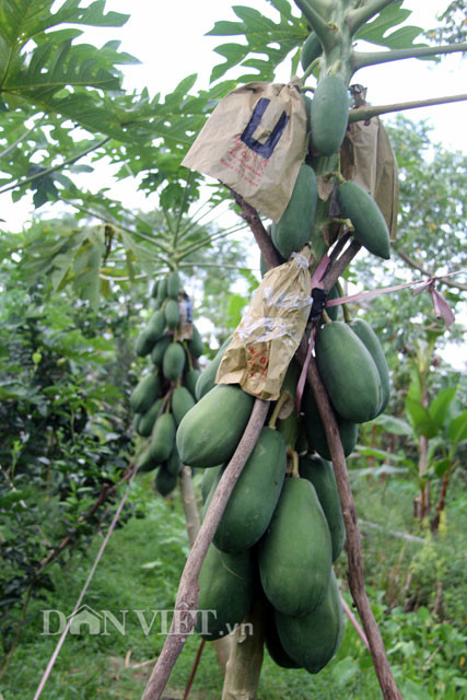 Chị Nguyễn Thị Ướm – đại diện nhóm nông dân sản xuất đu đủ in chữ xã Phú Hữu thông tin, sau 4 lần thử nghiệm (từ đầu năm 2016 đến nay), nhóm của chị đã thành công trong việc in chữ lên trái đu đủ. “Qua nhiều lần làm, chúng tôi cũng đã thành công. Trái đu đủ thông thường của quê hương đã được “trang điểm” thành những sản phẩm lạ mắt, từ đó tăng thêm giá trị vốn có và có thể giúp nông dân cải thiện cuộc sống gia đình” – chị Ướm nói.