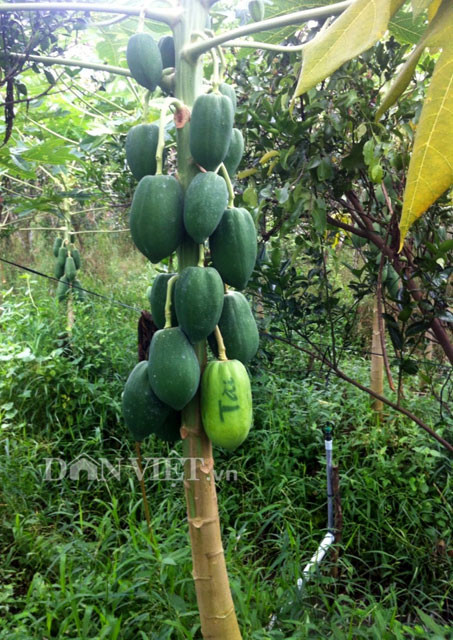 Nhiều trái đu đủ được cột kín bởi túi bao. Khác với túi bao trái thông thông thường, túi bao này đã được cải tiến để có thể tạo ra chữ in trên trái thông qua quy luật che chắn ánh sáng mặt trời.