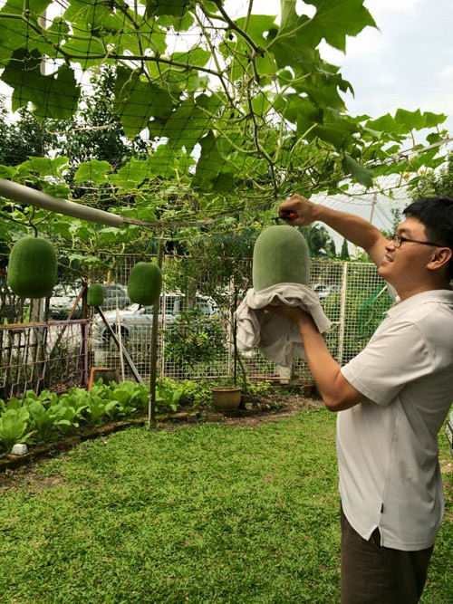 Chị khá ít khi trồng các loại cây xứ lạnh.