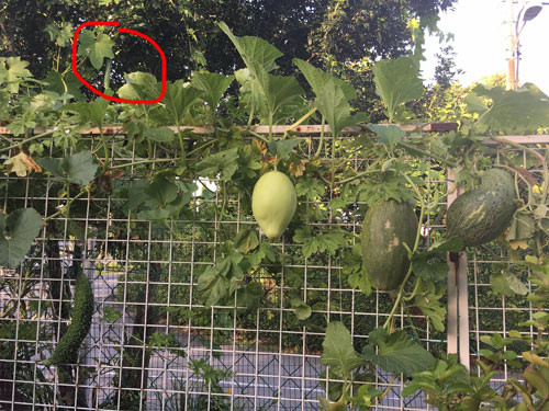 Bà mẹ Việt Kiều thường chọn các loại rau, quả nhiệt đới phù hợp với khí hậu.