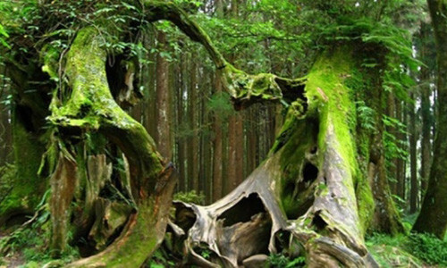 Rung ron khu rung duoc menh danh la tam giac quy Bermuda