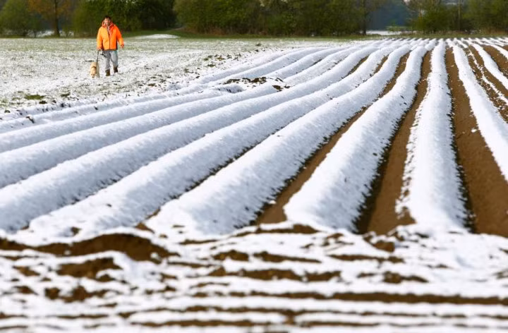 Một cánh đồng bị tuyết bao phủ ở Olching, Đức ngày 18/4/2017.