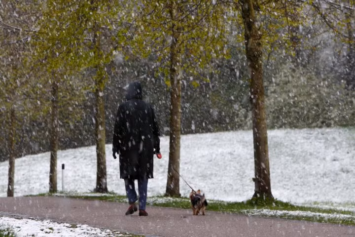 Người phụ nữ dắt chó đi dạo trong cơn mưa tuyết ở Eichenau, Đức.