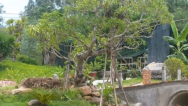 Theo thông tin mà ông Ngô Văn Tài – Phó Chủ tịch UBND phường Thủy Phương cung cấp thì bà Trương Thị Kim có quê gốc ở Quảng Nam và ra Huế sống vào năm 2007. Hiện bà Kim cũng đã nhiều tuổi, già yếu. Sau khi nhận được thông tin một số công trình xây dựng trái phép trên khu đất của bà Kim, phường Thủy Phương đã cử đoàn công tác về kiểm tra và lập biên bản. Tuy nhiên khi đoàn công tác đến không gặp được chủ nhân khu "biệt phủ" nên chưa thể lập biên bản.