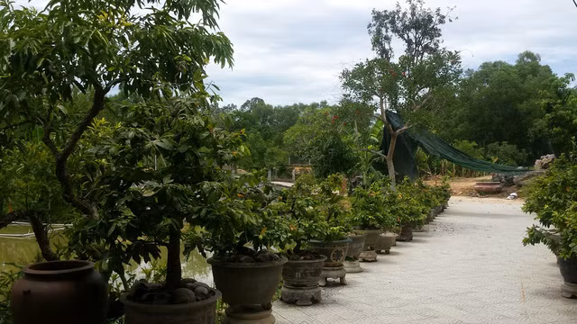 Để xác định được chủ nhân thực sự của khu vườn này, PV đã có buổi làm việc với ông Võ Thanh Bình – Trưởng phòng TN-MT thị xã Hương Thủy. Qua kiểm tra sổ sách, ông Bình cho biết khu đất này hiện đứng tên bà Trương Thị Kim. Ông Bình cũng cho hay: “Tôi chỉ biết bà Kim là mẹ của ông Sơn (GĐ Sở Tài Chính – PV) chứ không rõ là mẹ vợ hay mẹ ruột”...