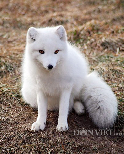 “Tôi mới kinh doanh được 2 năm nay, hàng cáo này rất hiếm, dù giá cao nhưng cũng có khá nhiều người mua nuôi. Đa phần ai có nhu cầu phải đặt trước từ vài tuần đến vài tháng mới có hàng” – anh Minh chia sẻ. Trao đổi với phóng viên Dân Việt qua điện thoại, ông Trần Quang Phương – Cán bộ quản lý chương trình bảo tồn thú ăn thịt và tê tê thuộc Trung tâm nghiên cứu và bảo tồn động vật hoang dã (một tổ chức phi lợi nhuận ở Việt Nam có trụ sở tại rừng quốc gia Cúc Phương, Ninh Bình) tỏ ra khá bất ngờ về thông tin này.