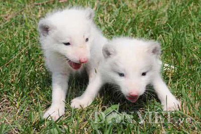 Hiện, trang trại của anh Minh đang bán độc quyền loài cáo Bắc Cực này tại Việt Nam với giá khá cao. Với những con cáo mới đẻ nuôi được vài tuần tuổi đến vài tháng tuổi được khoảng 3 – 4kg có giá từ 15 đến 20 triệu đồng/con. Còn đối với những con cáo trưởng thành (khoảng 1 – 2 tuổi tương đương với trên dưới 15kg) được anh Minh bán với giá trên 25 triệu đồng/con.