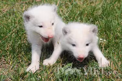 Hiện, trang trại của anh Minh đang bán độc quyền loài cáo Bắc Cực này tại Việt Nam với giá khá cao. Với những con cáo mới đẻ nuôi được vài tuần tuổi đến vài tháng tuổi được khoảng 3 – 4kg có giá từ 15 đến 20 triệu đồng/con. Còn đối với những con cáo trưởng thành (khoảng 1 – 2 tuổi tương đương với trên dưới 15kg) được anh Minh bán với giá trên 25 triệu đồng/con.