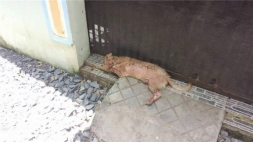 Xot xa chu cho bi chu duoi nhung van trung thanh den chet