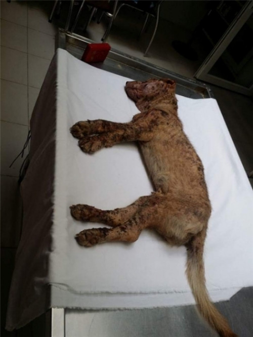 Xot xa chu cho bi chu duoi nhung van trung thanh den chet-Hinh-5