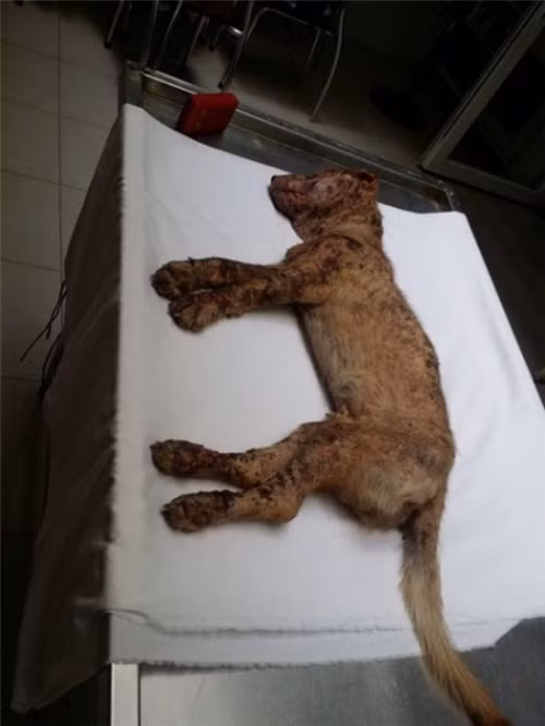 Xot xa chu cho bi chu duoi nhung van trung thanh den chet-Hinh-5